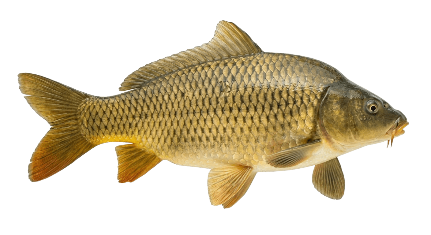 Карп