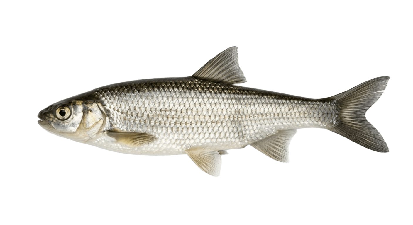Елец