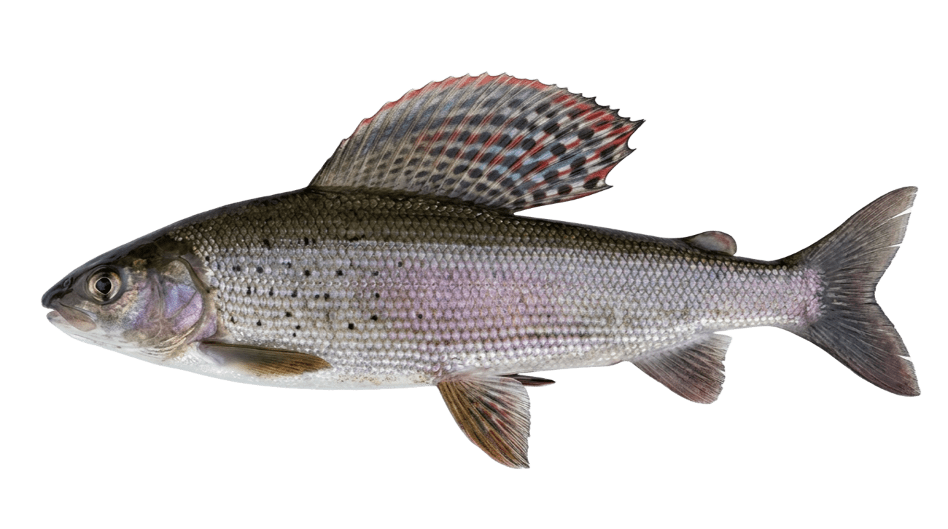 Хариус