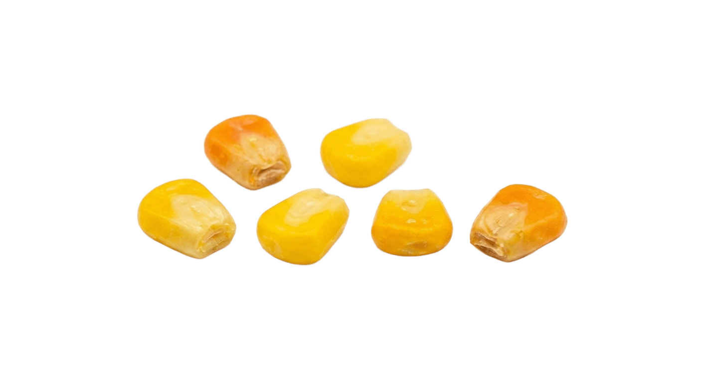 Кукуруза